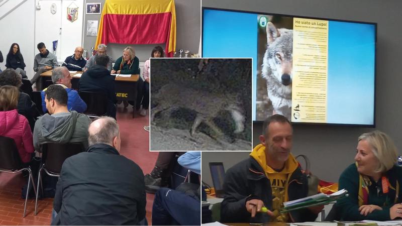 Lupo si mangia il gatto mascotte del quartiere, i residenti: “Abbiamo paura”