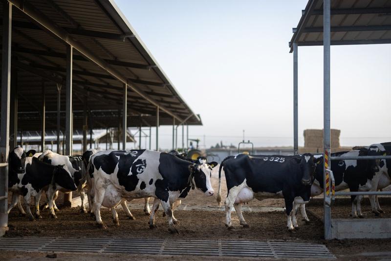 As consumers froth over milk shortages, dairies spoil for a fight to halt industry shakeup