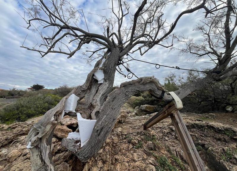 Livorno, la Tamerice di Fattori di nuovo ferita: i vandali del polistirolo colpiscono ancora, dopo la pulizia
