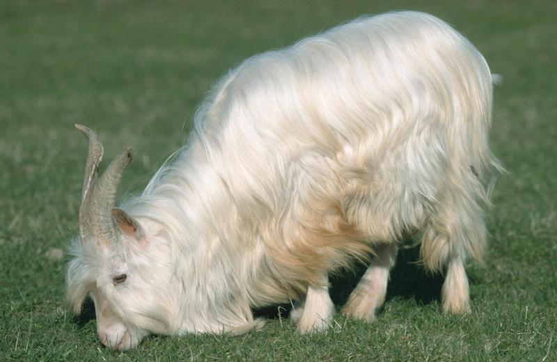 Kaschmir am Kudamm: Berliner Familienunternehmen bietet Feinstes zum kleinen Preis