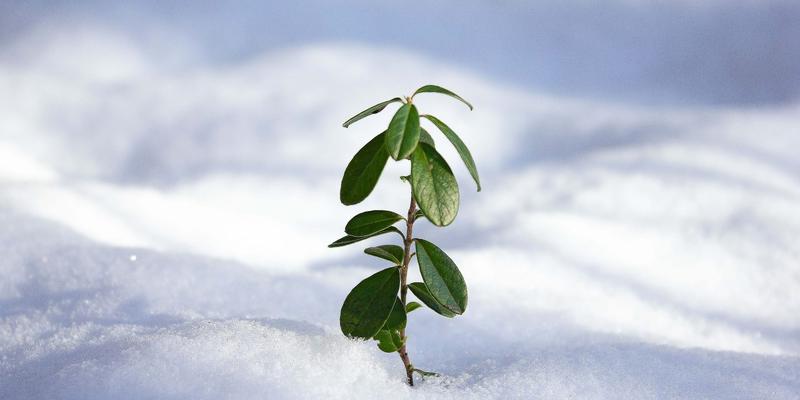 An Prüfungen wachsen