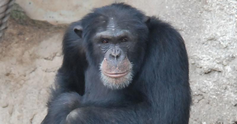 The Human-Like Traits of Chimpanzee Warfare