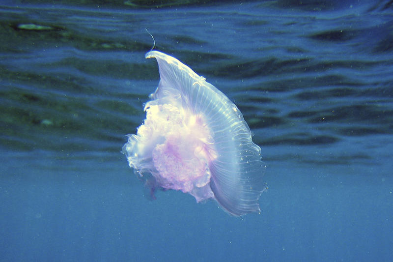 Двухлетний малыш погиб после укуса медузы в Малайзии: при встрече с Морской Осой шансов нет