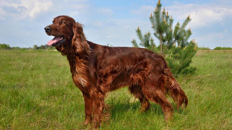 Avvelenò i suoi 3 cani: 8 mesi a un avvocato. Lav: “Sentenza importante, ma servono pene più severe”