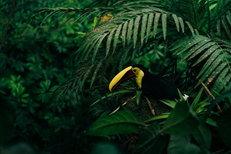 The world’s new US$125 billion rainforest trust fund revives a 1990s idea – and shows its limits