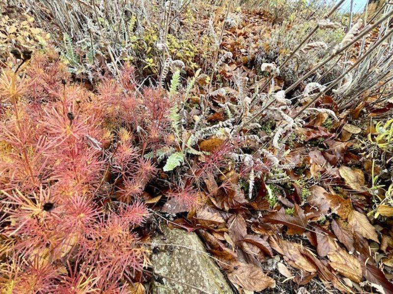 Importance of leaf litter