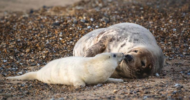 Camera hidden in sand dunes to livestream seals in Norfolk