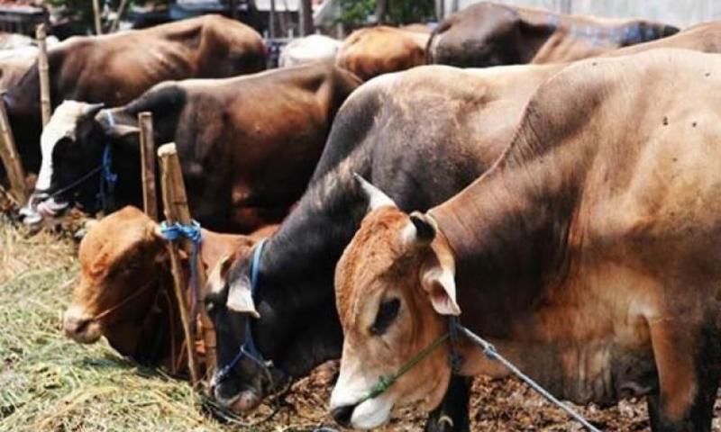 Gau palan in Tihar: Launches gaushala to heal and reform prisoners, called it 'cow therapy'