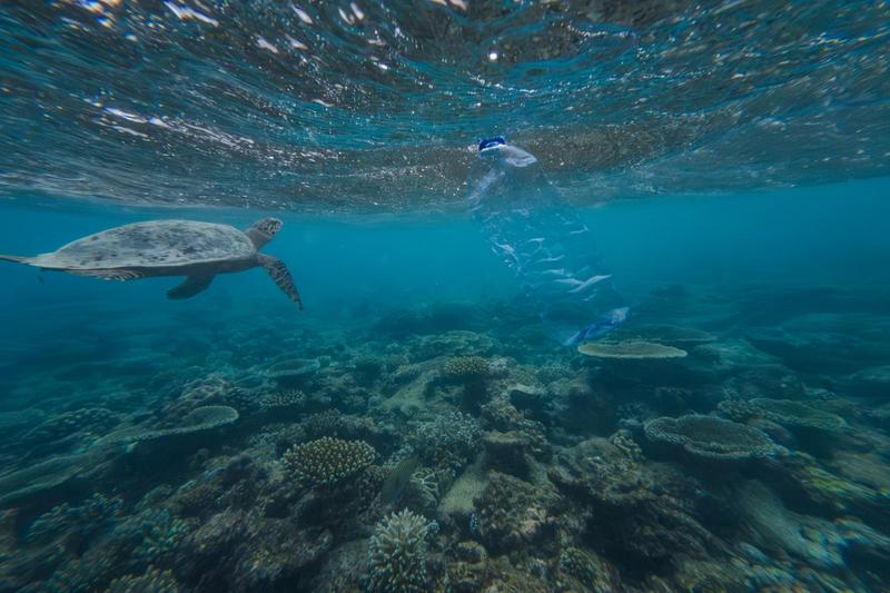 Opinion: New study finds that ingesting even small amounts of plastic can be fatal for marine animals Opinion: New study finds that ingesting even small amounts of plastic can be fatal for marine animals