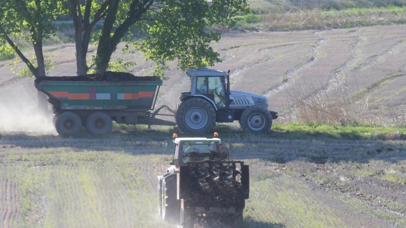 Boom di over 55 al lavoro nei campi: hanno perso il posto o sono stranieri