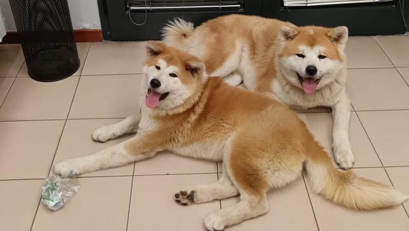 Castano Primo, cani bloccati sulla rampa di accesso della superstrada per Malpensa