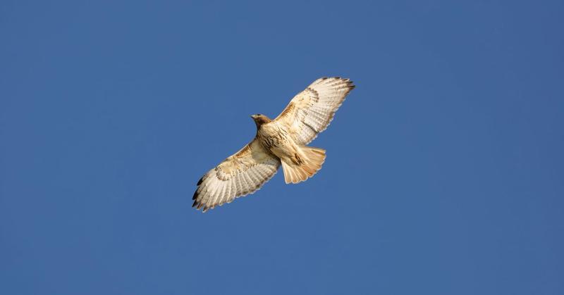 Does Your Partner Fail the ‘Bird Test’?