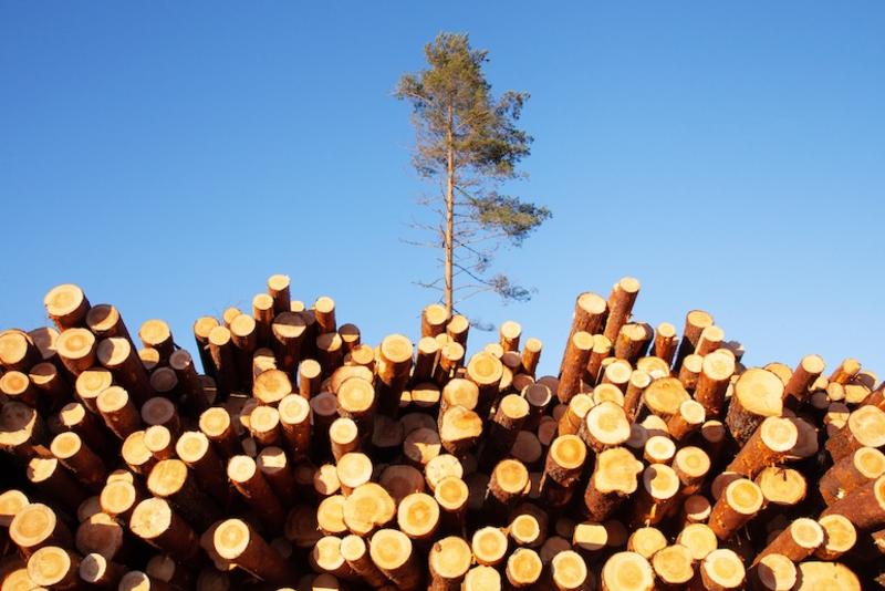 Clarifier les règles contre l’écoblanchiment, ne pas les abroger