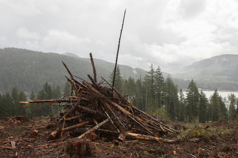 Pour transiter vers une économie carboneutre, la biomasse a un rôle clé à jouer Pour transiter vers une économie carboneutre, la biomasse a un rôle clé à jouer