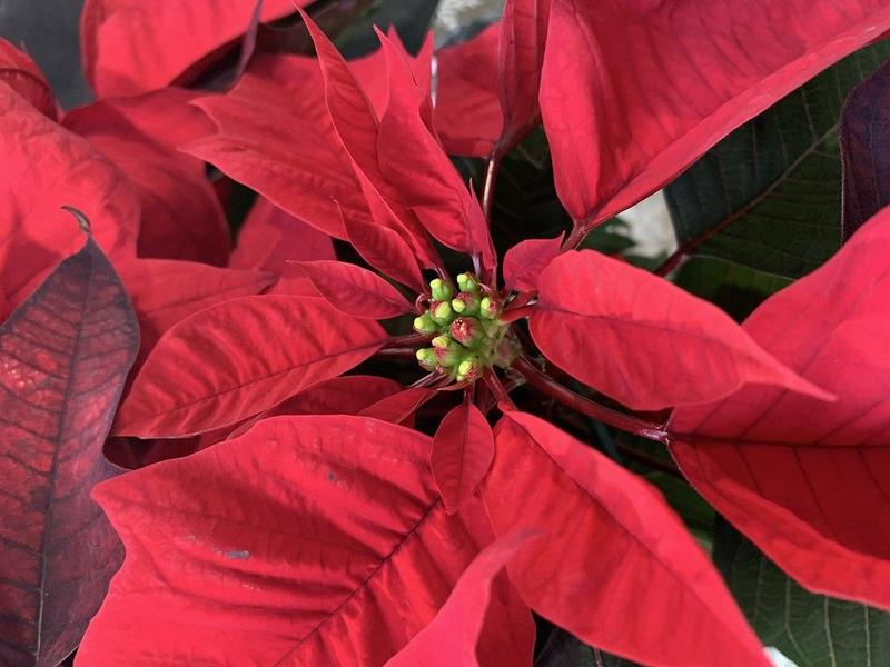 GARDEN CLIPPINGS: Good care will help poinsettias stay colourful
