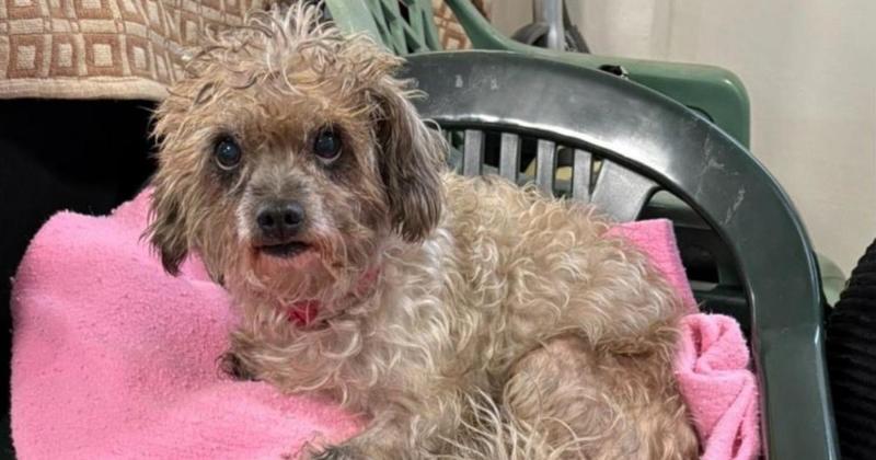 'Gentle' dog who was given up due to housing restrictions needs loving home