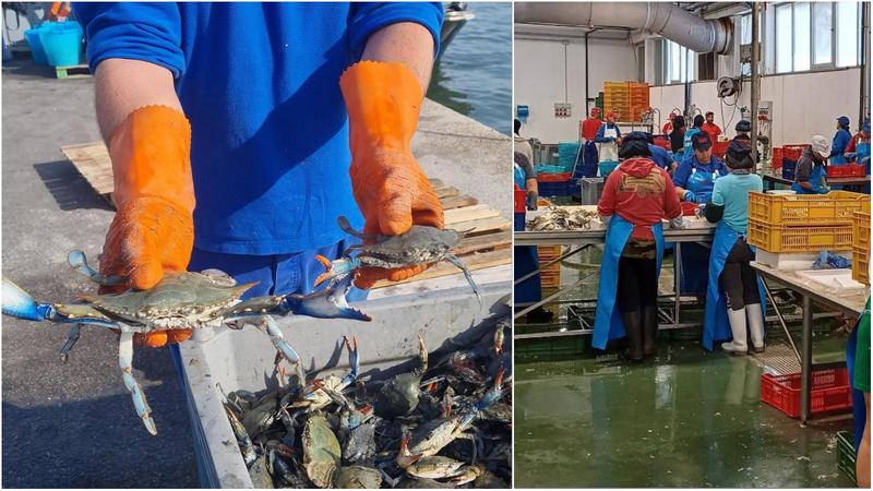 Granchio blu, si raddoppia: nasce la seconda fabbrica