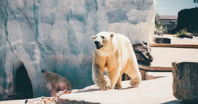 The Hidden Lives of Zoo Animals and the Need to Improve Them