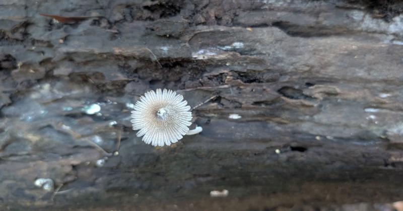 The Soft Power of Gratitude