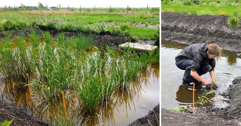 UK's first rice crop harvested from trial paddy field in the Fens