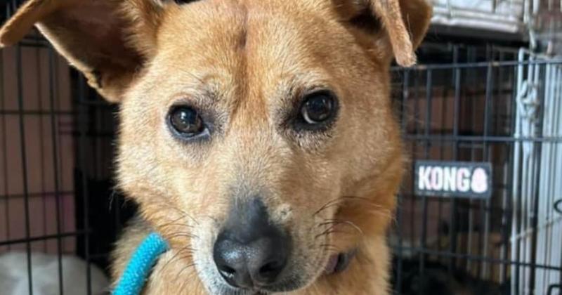 Dog who 'spent five years hiding under bed' needs loving home