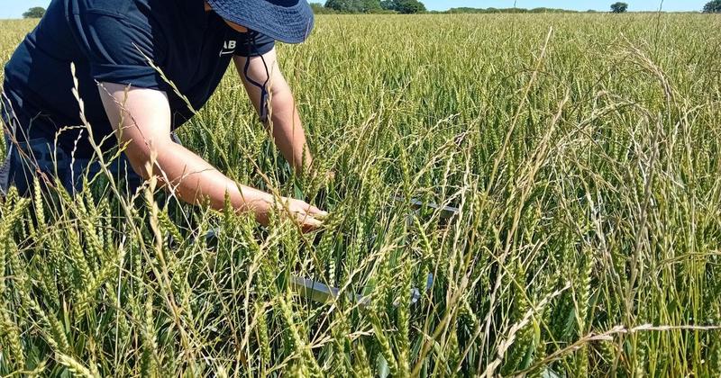 Research farm explores chemical-free ways to rid the land of ryegrass weeds