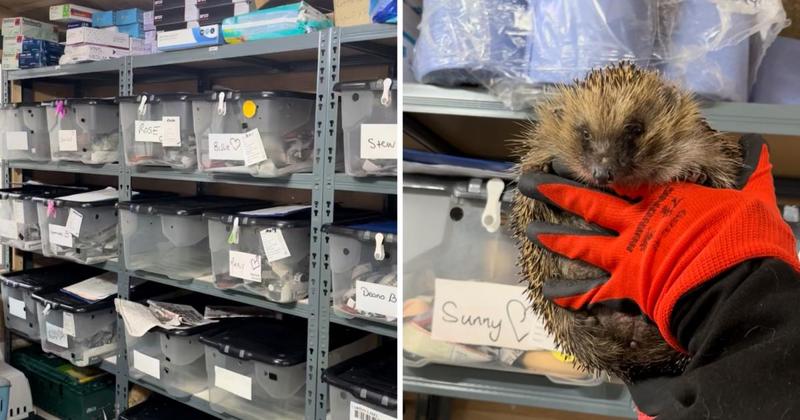 Hedgehog hospital to reopen at new site next year