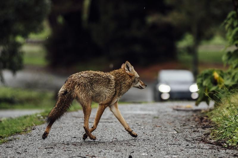 My sister was attacked by a coyote in our Bay Area town — and then our lives really changed