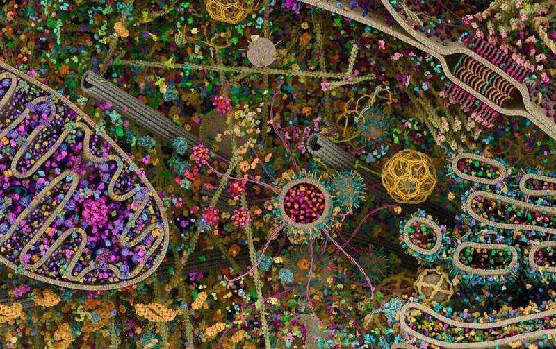 Hücrelerin navigasyonu (1)