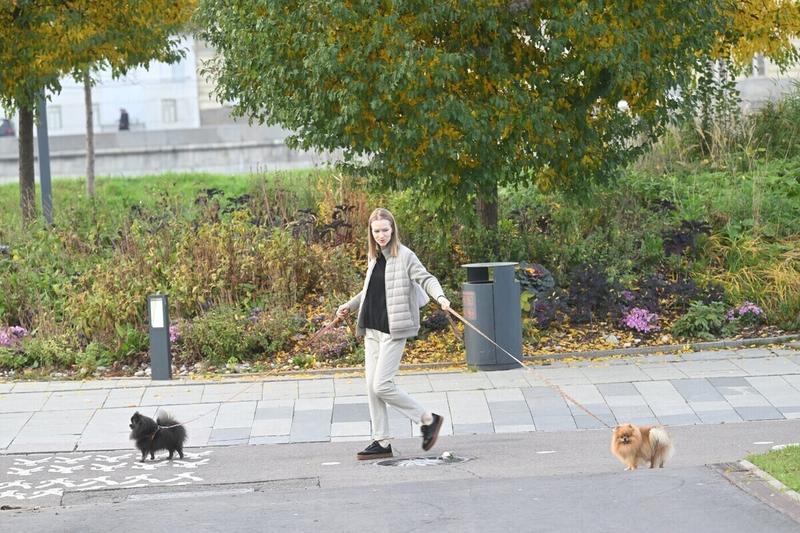 Выгульщики собачек тоже рискуют: поимка богородского маньяка, насиловавшего нянь, напугала домашний персонал