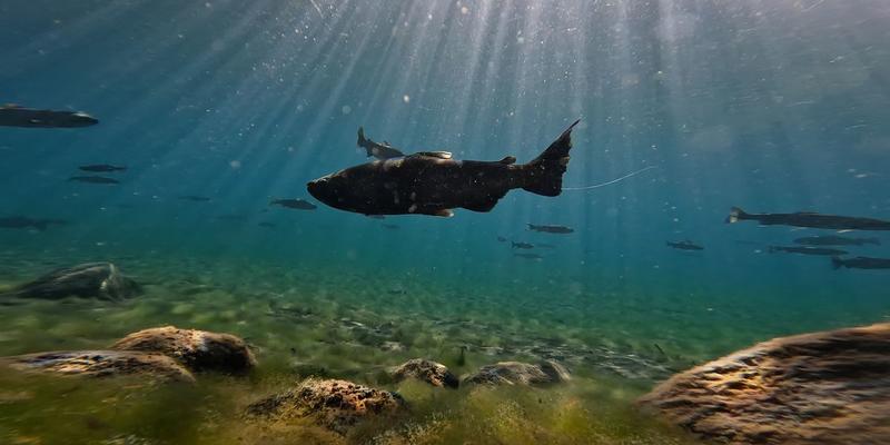 Rebuilding the World: The Inspiring Success of the Klamath Dam Removals