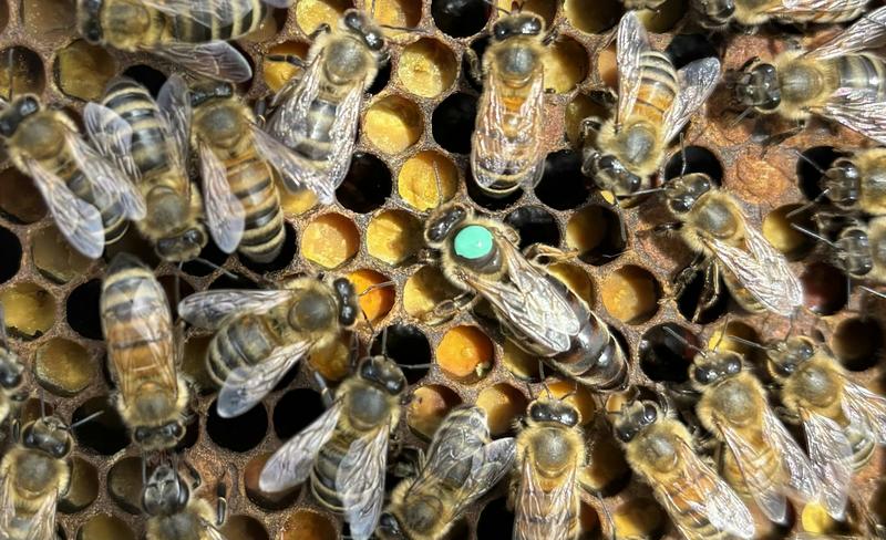 Worker honey bees can sense infections in their queen, leading to revolt