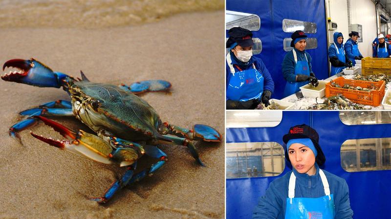 Granchio blu, Maura e Nikita: madre e figlia insieme nel reparto di (quasi) sole donne. “Li congeliamo. E via in Corea” /