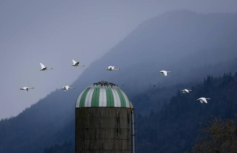 Monique Keiran: Migrating wild birds key to bird flu outbreaks Monique Keiran: Migrating wild birds key to bird flu outbreaks