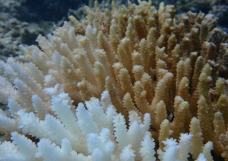 We knew Ningaloo’s coral bleaching was severe. But what we found 6 months later was still a shock