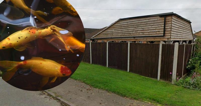 Officials carp over shelter built to protect fish in garden pond