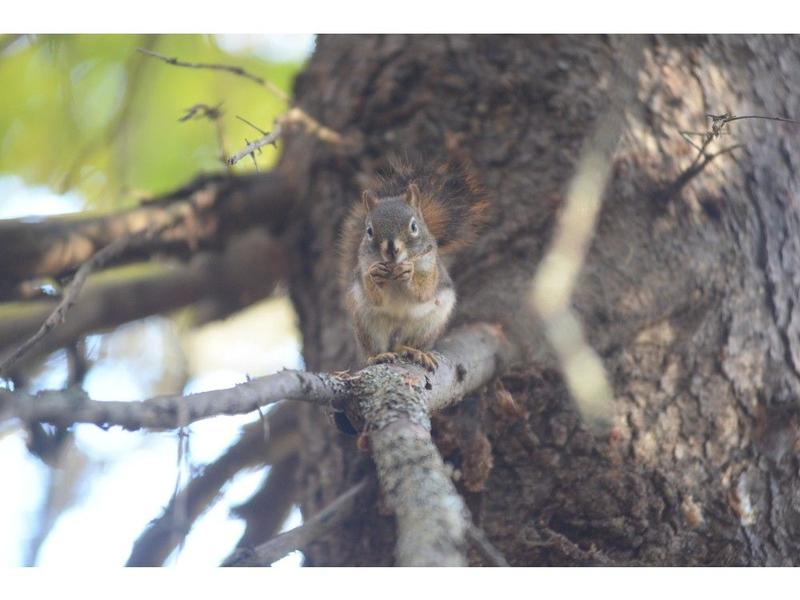 RICK MacLEAN: The squirrel looked at me, then the feeder, and laughed