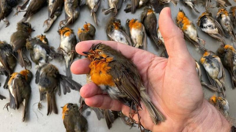 Albino, cento uccelli protetti già spennati e congelati: blitz in casa del bracconiere