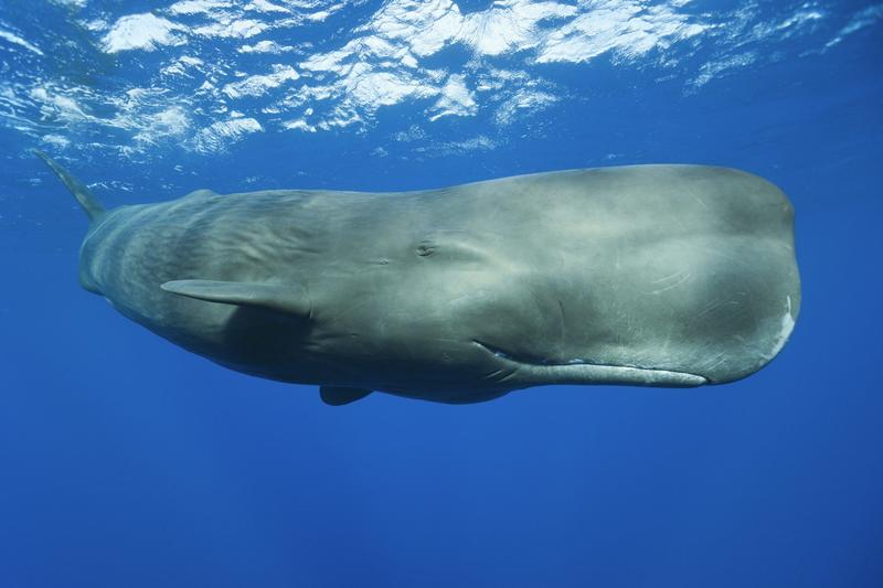 ‘Forever chemicals’ contaminate more dolphins and whales than we thought – new research