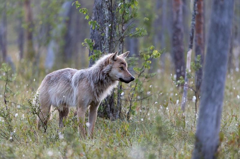 Erä | Suden kannanhoidollinen metsästys etenee