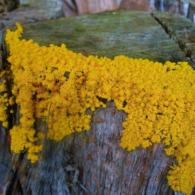 Os fungos e a inteligência