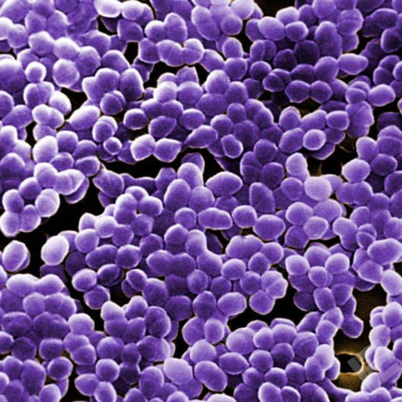 Resistência microbiana, humildade e canja de galinha