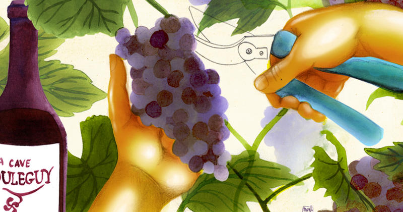 Mieux rémunérer le travail et moins la quantité de raisin : le pari d’une coopérative viticole basque