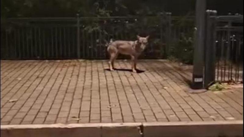 La passeggiata del lupo sotto al Colle dell’Infinito. Avvistamento nella notte