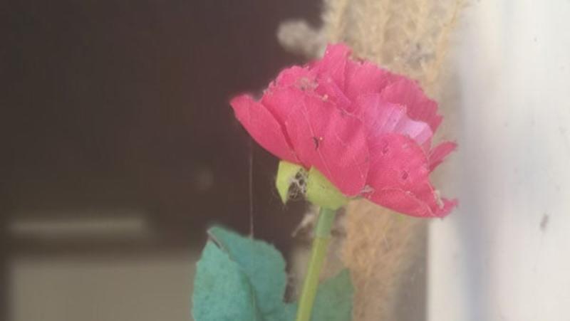 Baba-Ruža ruši Pink