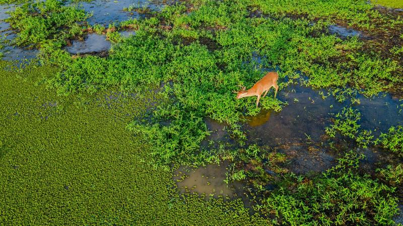 Investir dans la biodiversité, entre conviction(s) et rendement(s)