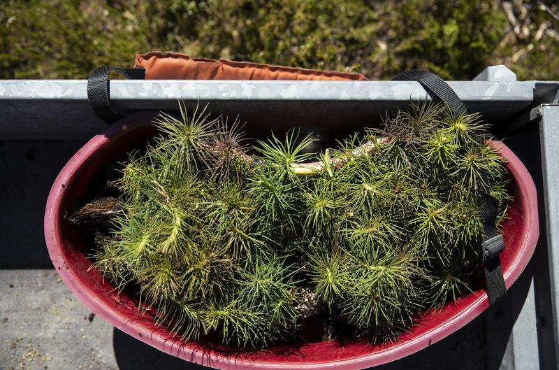 Metsänhoito | Lukijalta: Metsänviljelyllä on etuja luontaiseen uudistamiseen nähden