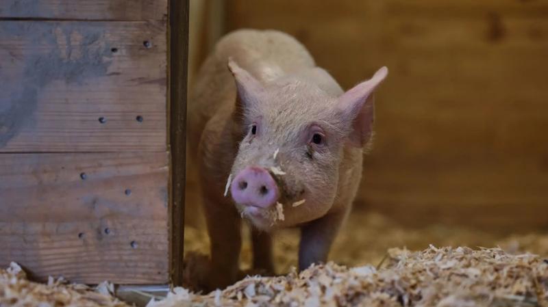 This Pig’s Bacon Was Delicious—and She’s Alive and Well