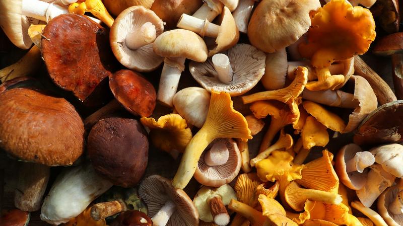 Mid-Atlantic mushroom foragers collect 160 species for food, medicine, art and science