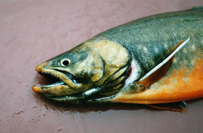 Seitenblick: 40 Jahre und ein Rötel